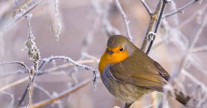 Ptaki zimujące i wędrowne - obrazki z imionami dla dzieci Który ptak nie jest wędrowny