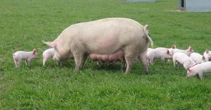 How to Start a Pig Breeding Business and Succeed in It