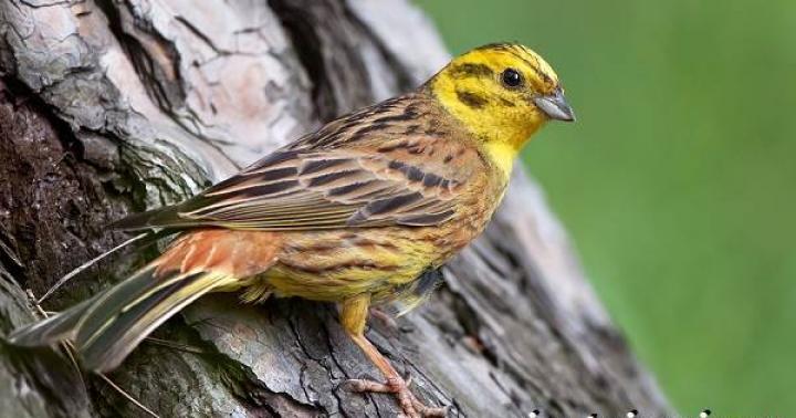 Garden bunting (Emberiza cirlus) Арктикийн хясаа дуулах