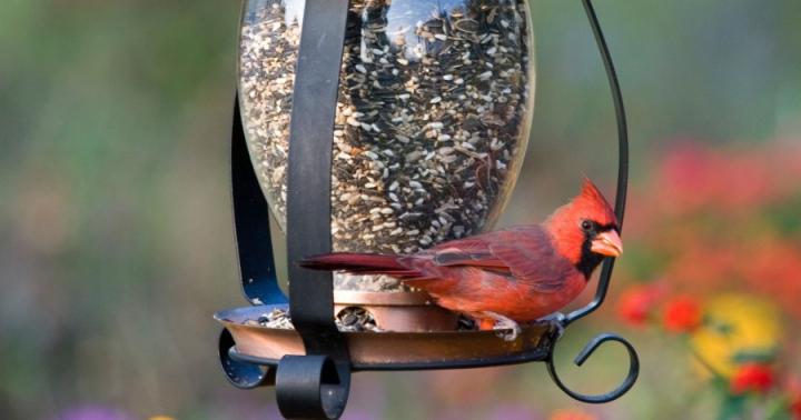 Unusual do-it-yourself bird feeders from scrap materials
