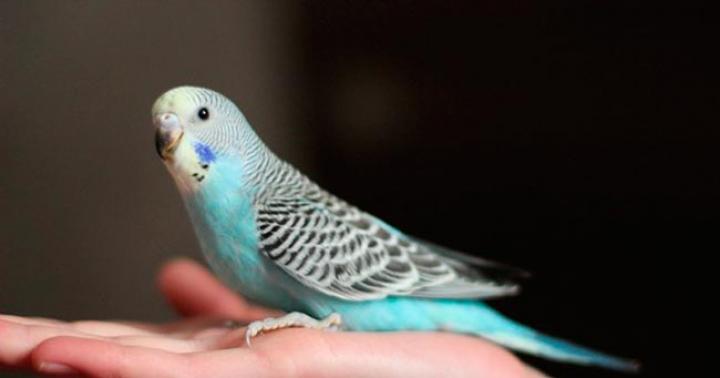 The easiest way to tame a budgerigar to the hands of the owner if he is afraid - all the nuances of the process